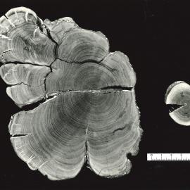 Cut section - tree branch