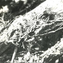 Alex Knob - Plant - 9