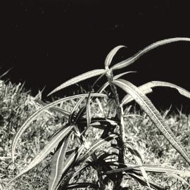 Alex Knob - Plant - 5