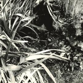 Alex Knob - Plant - 6