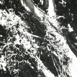 Alex Knob - Plant - 8