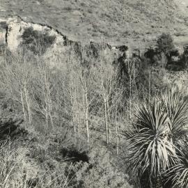 Trees growing below cliff face
