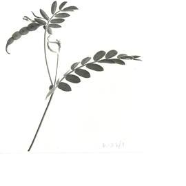 O. sativus x O. compressus - 1