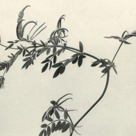 O. sativus x O. compressus - 2