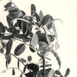 O. sativus x O. compressus - 3