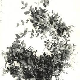 O. sativus x O. compressus - 4