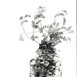 O. sativus x O. compressus - 5