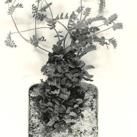 O. sativus x O. compressus - 6