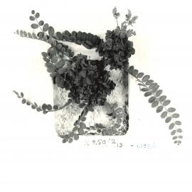 O. sativus x O. compressus - 7