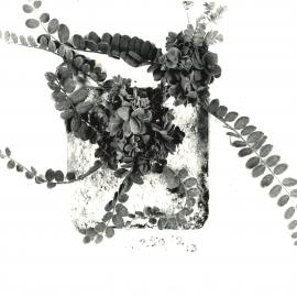 O. sativus x O. compressus - 8