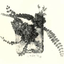 O. sativus x O. compressus - 9