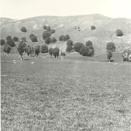 Hills, trees and paddocks - 2