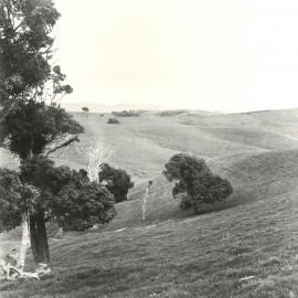 Hills, trees and paddocks - 1