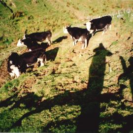 Ballantrae cows - 8