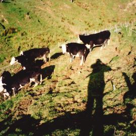 Ballantrae cows - 7