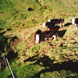Ballantrae cows - 1