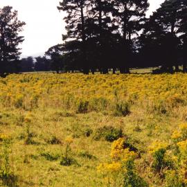 Gorse - 1