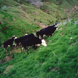 Ballantrae cows - 2