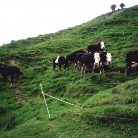 Ballantrae cows - 3