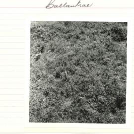 Ballantrae - B13