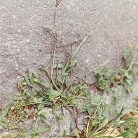 Digitaria sanguinalis