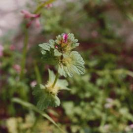 Lamium amplexicamle