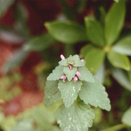 Lamium purpurcum