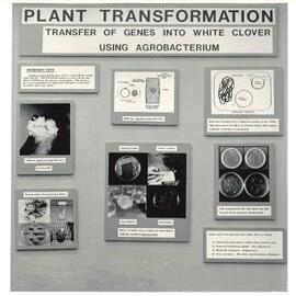 Plant transformation