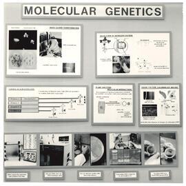 Molecular Genetics - 1