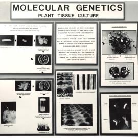 Molecular Genetics