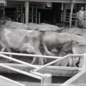 Mob of Jerseys being milked