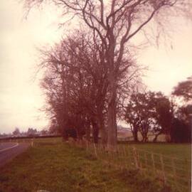 Gleditsia tree_2.jpeg