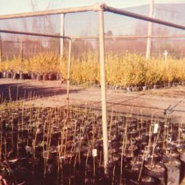 Nursery - Gleditsia trees