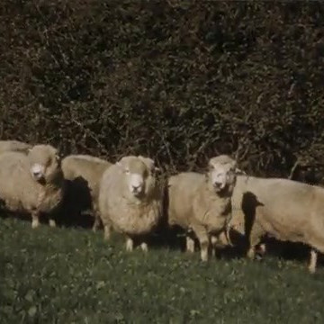 Romneys and Jerseys affected by facial eczema