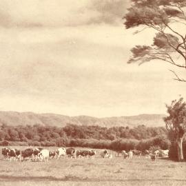 Four o'clock - going to the shed