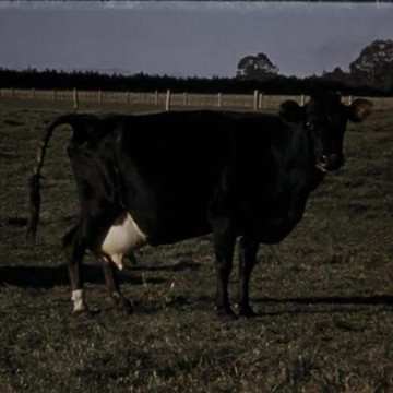 Heifer and a Romney giving birth