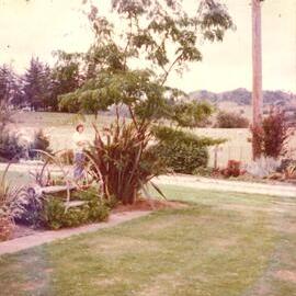 Gleditsia tree - male