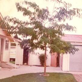 Gleditsia tree - female