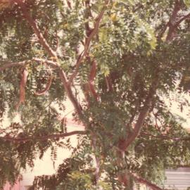 Gleditsia tree with pods