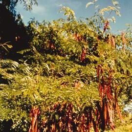 Gleditsia - Te Puke - 2