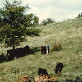Gleditsia - Te Puke - 13