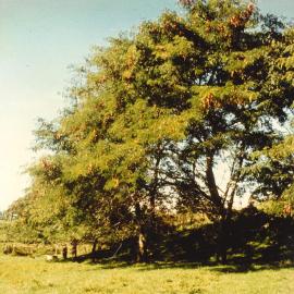 Gleditsia - Te Puke - 10