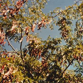 Gleditsia - Te Puke - 9