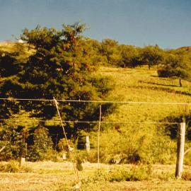 Gleditsia - Te Puke - 12
