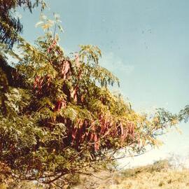 Gleditsia - Te Puke - 11