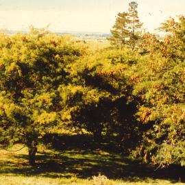 Gleditsia - Te Puke - 1