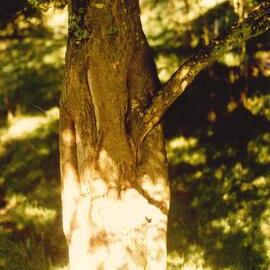 Gleditsia - Te Puke - 8
