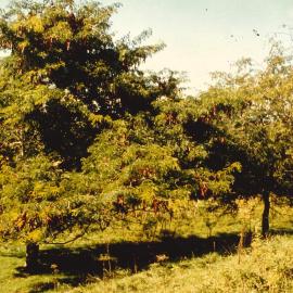 Gleditsia - Te Puke - 7