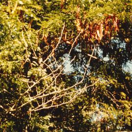 Gleditsia - Te Puke - 6