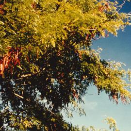 Gleditsia - Te Puke - 5